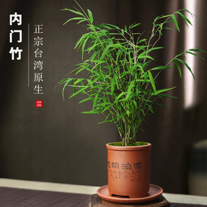 台湾内门竹精品竹子盆景室内书房高雅盆栽茶桌好养禅意小盆景