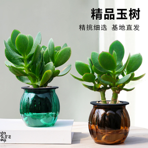 玉树盆栽植物玻璃水培绿植室内阳台好养多肉植物办公室桌面小绿植