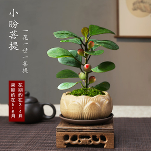 菩提树盆景小盼菩提盆栽中式禅意小盆栽室内观果绿植创意微盆景