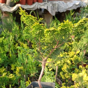 金边云片柏 金边孔雀柏 黄金桧柏 柏树盆景 孔雀柏绿植素材