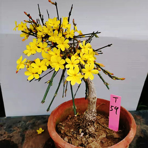 皇城虎蹄迎春盆栽老桩盆景甘肃小叶迎春花造型桩三台迎春抗寒植物