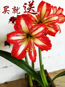 朱顶红种球土朱四川女王国产球根花卉室内庭院花卉植物基地直发