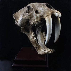 高档精品礼物树脂面具装饰摆件1：1 美洲剑齿虎头骨标本虎牙模型