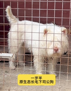 下司犬贵州凯里五红纯种下司公狗长毛一岁半狗狗活体纯种下司猎犬