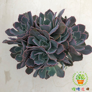 祗园之舞多头多肉植物晚霞之舞群生老桩易爆盆好养阳台绿植萌肉肉