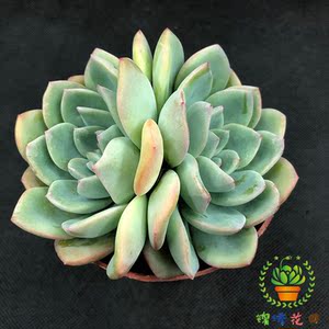 阿玛贝利轰动双头控养状态多肉植物老桩阳台易养露养萌肉肉盆栽