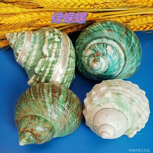 天然海螺贝壳 超大绿螺 水族箱造景 家居收藏摆件 寄居蟹替换壳