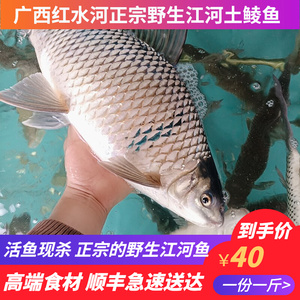 正宗广西红水河小溪土鲮鱼鲜活白甲鱼新鲜麦鲮鱼泰鲮鱼豆豉罐头鱼