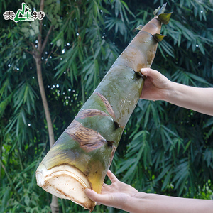 贵风特新鲜竹笋 贵州赤水菜笋10斤野生笋苦笋麻竹笋现挖带壳gft