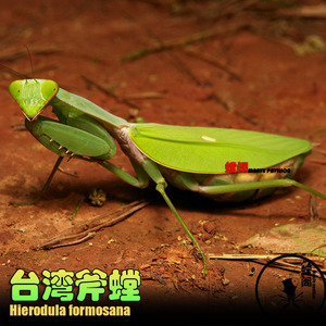 大台斧台湾斧螳螂活体宠物昆虫云南斧螳巨斧螳螂活体兰花刺花现货