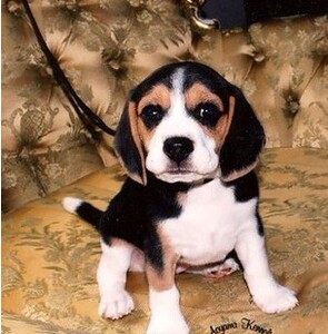 纯种大耳朵巴吉度幼犬崽猎兔幼犬米格鲁短毛活物宠物狗狗22人付款300