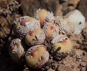 萌肉植 大型sub小红嘴肉锥非1380b 进口多肉精选贵货直播间专拍