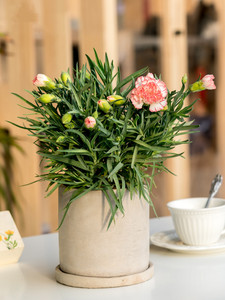 康乃馨鲜花盆栽家庭绿植适合室内禄植家养花卉植物带花苞真花四季