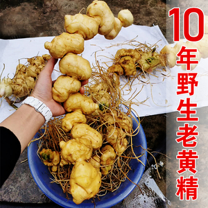 鲜野生老虎姜