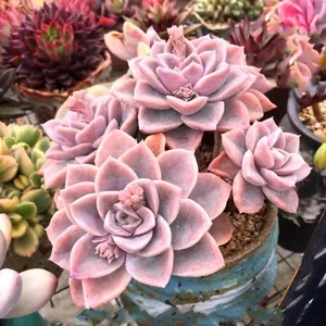 多肉植物哈利沃森老桩群生精品萌肉肉绿植好养办公室阳台盆栽包邮