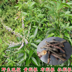 新鲜 黄荆根 五指风根 布荆叶根 野生中药材 现挖鲜根 500g克