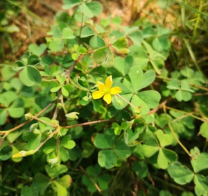 黄花酢浆草酸浆酸酸草斑鸠酸三叶酸盐酸鸡500克新鲜纯天然中草药