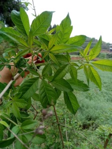 布惊枝叶黄荆树根布荆草五指柑牡荆树月子洗澡泡脚中草药包邮0人付款