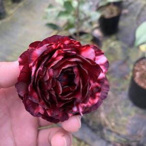 青叶黑贝 变异贝拉 茶花苗 山茶花 福建永福 金鸡茶花园 实物拍摄