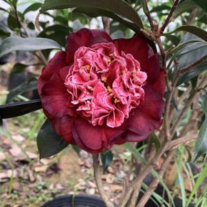 黑龙  茶花苗 山茶花 福建永福 金鸡茶花园 实物拍摄 特价包邮