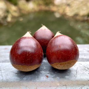 2021现摘建瓯锥栗油栗生新鲜野生板栗尖栗农家小毛栗子锥形5斤装