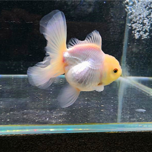 00ruyi147淘宝百褶泰狮元宝狮金鱼精品活鱼兰寿顶