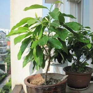 黄角兰种子/黄桷兰种子/黄果兰树种/木兰种子/白兰花种子缅桂树种