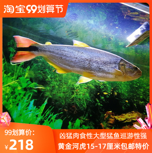 阿根廷黄金河虎鱼南美亚马逊巡游性大型肉食性凶猛鱼淡水热带鱼类