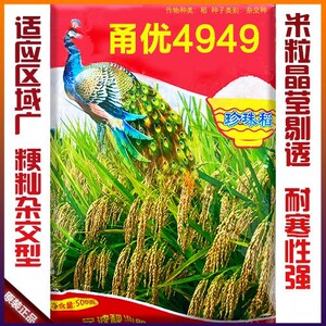 甬优水稻种子珍珠米种子珍珠稻谷种籽香米粳稻优高产圆粒杂交种子
