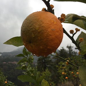 新鲜代代果金华正宗土玳玳果干回青橙代代橘枳实枳壳现摘现发包邮