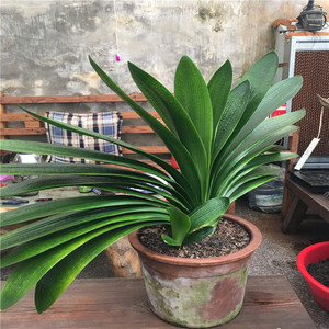长春精品君子兰苗(霸王鞭)粗筋飘纹技师大桥 钢板麻脸水晶蜡膜