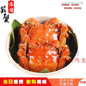 泰州溱湖簖蟹老大闸蟹10只鲜活特大公母蟹任选非红膏螃蟹咨询掌柜