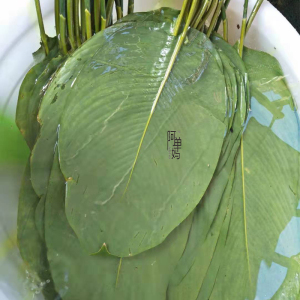 云南野生粽叶