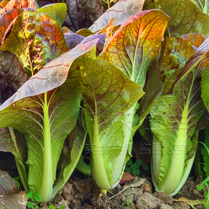 幸福1亿淘宝速生小白菜种子紫色快菜高产阳台春季秋季四季播莱菜