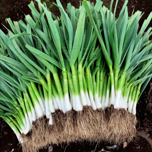 葱韭种籽春季秋季扁叶葱耐寒蔬菜菜籽四季阳台盆栽海蒜蒜苗种子孑