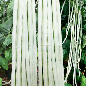 特长白豆角种籽四季春季夏季耐热秋季蔬菜耐寒架豆长白豇豆种子孑