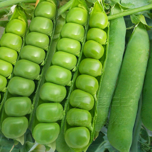 长寿仁豌豆种子耐寒豆荚籽种籽春季秋冬季四季大荚甜脆青豌豆种孑