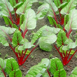 红梗菠菜种秋冬季四季盆栽丹麦红莲草野菜种籽耐寒菜种籽蔬菜种孑