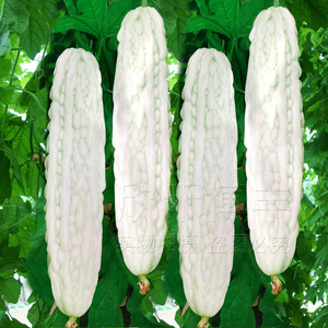 高产大白苦瓜种子春季夏秋季播耐热蔬菜种孑爬藤特色白玉苦瓜种籽