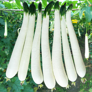 白皮丝瓜种子春夏秋季义乌白玉露菜瓜种籽农家四季阳台蔬菜种孑