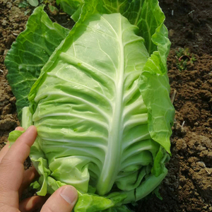 牛心甘蓝种春夏季耐热秋季卷心菜种籽庭院四季蔬菜种孑白菜包菜子