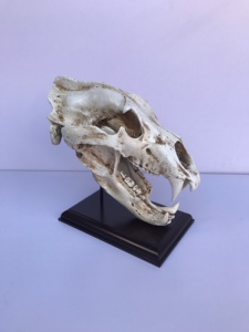 仿真动物北极熊头骨骷髅骨骼树脂模型家居复古创意摆件礼物包邮