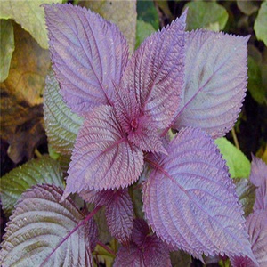 紫叶苏紫苏子绿叶苏绿苏子蔬菜种子阳台庭院种菜盆栽四季易种菜籽