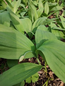 山葱苗,纯野生,山葱苗!学名鹿耳韭!也叫寒葱! 25元30颗苗.