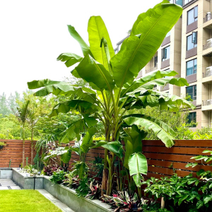 900人付款天猫庭院大型绿植花卉芭蕉苗 北方耐寒观赏芭蕉树苗盆栽大叶