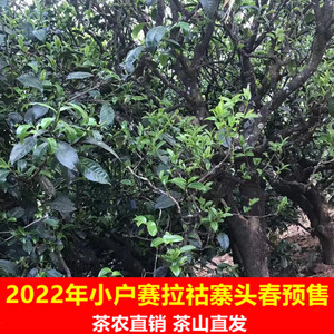 预售勐库小户赛老黑寨拉祜族古树纯料洱茶散茶500克2022年春茶