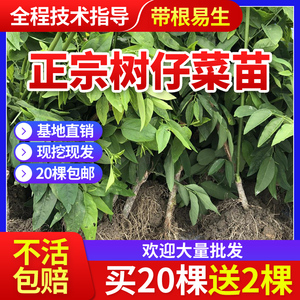 正宗树仔菜苗海南五指山野菜潮汕树菜益肝菜泰国枸杞菜天绿香种苗