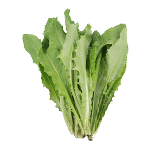 勤励园新鲜小油麦菜500g无污染蔬菜健康食品零食蔬菜