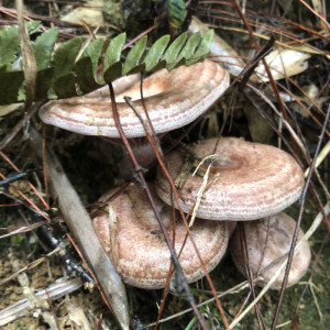 野生菌枞树菌