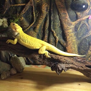 鬃狮蜥蜴宠物活物入门级幼体苗子活爬宠鬃蜥松狮蜥红系柑橘饲料